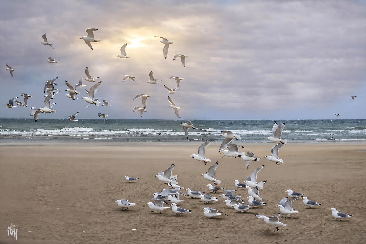 Les oiseaux - photo prise à Knokke-Heist - Aluminium artbox blanc - 105X70 cm - 500€.
